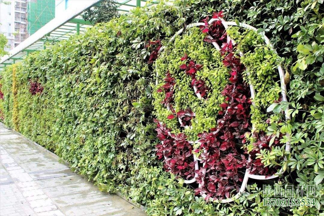 室外墻面綠化——“植物墻綠化”