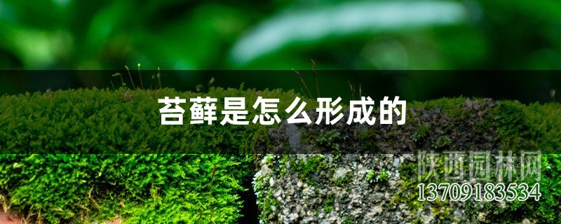 苔蘚是怎么形成的,怎么讓花盆里長苔蘚 苔蘚是怎么形成的,怎么讓花盆里長苔蘚