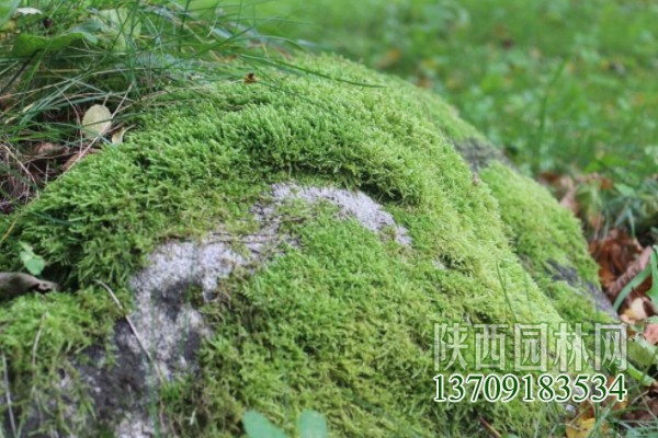 常見的10種苔蘚植物 苔蘚植物都有哪些