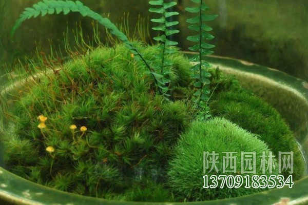 常見的10種苔蘚植物 苔蘚植物都有哪些