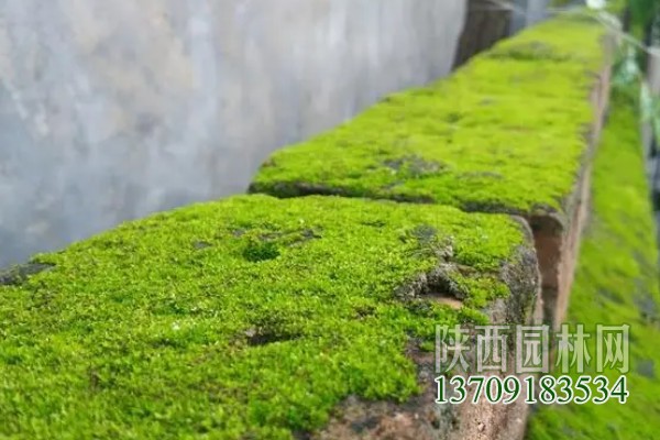 常見的10種苔蘚植物 苔蘚植物都有哪些