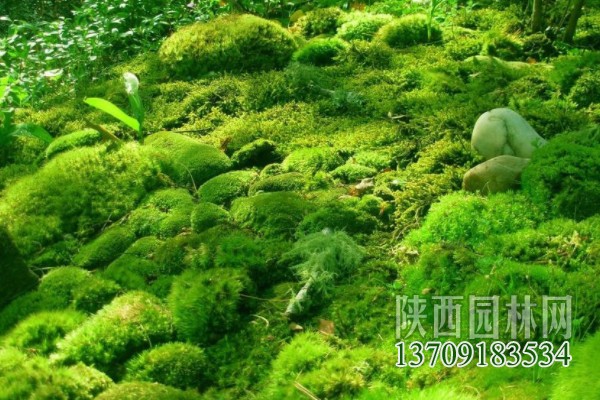 常見的10種苔蘚植物 苔蘚植物都有哪些