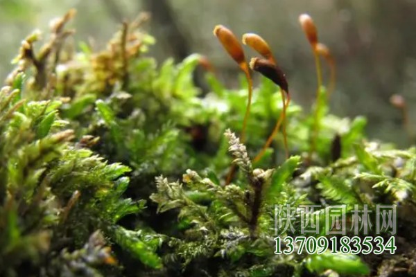 常見的10種苔蘚植物 苔蘚植物都有哪些