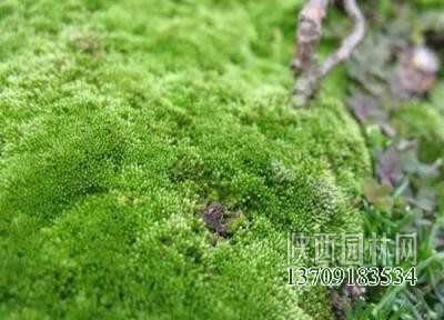 綠苔是什么植物類別